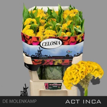 product/img.floraplaza.nl/103284-75-LIVE_fotos-0xDB0A36A84662D3C6F004460301F435EDAFEA7186.jpg