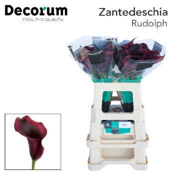 product/img.floraplaza.nl/103424-55-LIVE_fotos-0x73593383166B9A06D26FA0328CDEB54BCEA635F3.jpg
