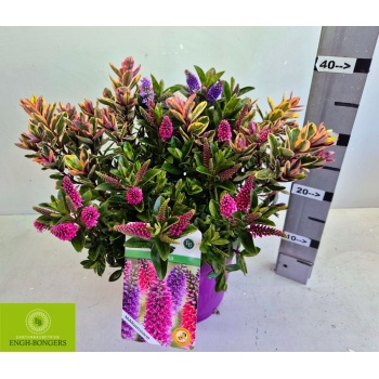 product/img.floraplaza.nl/103505-23-LIVE_fotos-0x5CB6E4ADF23ED8D9D191B047C64FBDA03F1A34F5.jpg