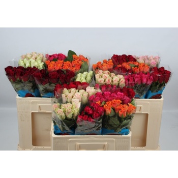 product/img.floraplaza.nl/103511-50-LIVE_fotos-0xBE3D93771EA059A773B42A4A9789C9B629E4DC6B.jpg