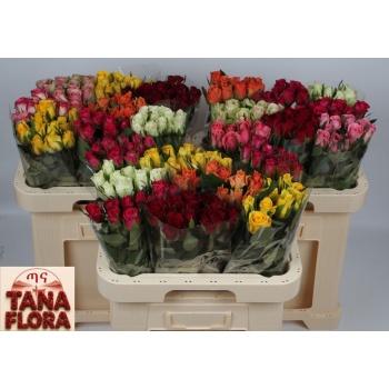 product/img.floraplaza.nl/103511-606TANA-LIVE_fotos-0x7CCC04AAF8465E6493683E74AF6488DD1E73A896.jpg