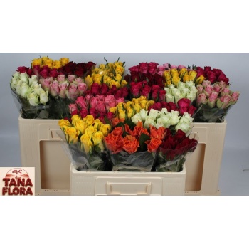 product/img.floraplaza.nl/103511-606TANA-LIVE_fotos-0xD4195DDDF47788404301062073C59723E72D748F.jpg