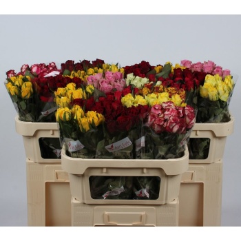 product/img.floraplaza.nl/103511-60ALPH-LIVE_fotos-0xF844AAC3214009463EF755451DE735772CA9D7A6.jpg