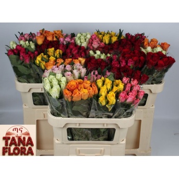product/img.floraplaza.nl/103511-70TANA-LIVE_fotos-0x9974088EE15B4AEA1DE927E5EAEB03C024D53D24.jpg