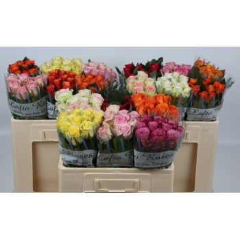 product/img.floraplaza.nl/103512-50L-LIVE_fotos-0xDD47BB5EF36F0C69184116D7159AC51DA70DF94E.jpg