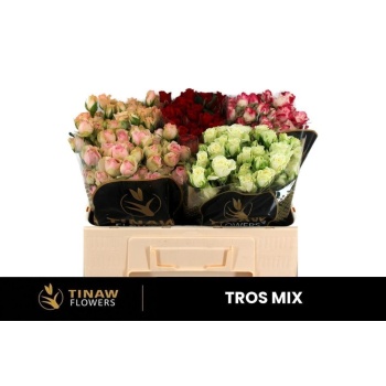 product/img.floraplaza.nl/103513-50TINAW-LIVE_fotos-0xBE7B0EB6429BDD9AB79DCE0CD579CC176563C27D.jpg
