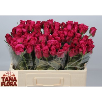 product/img.floraplaza.nl/103666-50TANA-LIVE_fotos-0xD44E839D1002796D879BE4417FC3C3EC325B7310.jpg