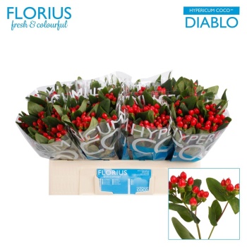 product/img.floraplaza.nl/103686-50-LIVE_fotos-0xEA4FC0404A72D79F88A7CACBDECF7C88B54FEA82.jpg
