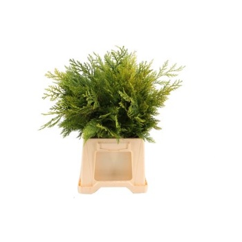 product/img.floraplaza.nl/104-50-LIVE_fotos-0xD7954D42A036562DEE57433201C2A35F358F6D9D.jpg