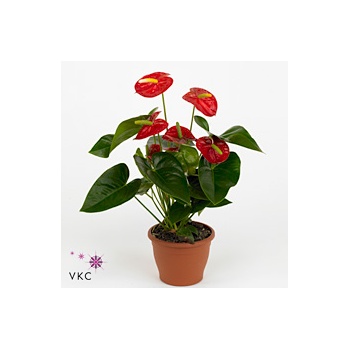 product/img.floraplaza.nl/104454-12-ART_Fotos-VBN-vbn104454.jpg