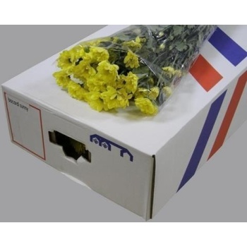 product/img.floraplaza.nl/104471-70-ASSORTI_fotos-Papaianni-Papaianni - Chrys tr bacardi sunny.JPG