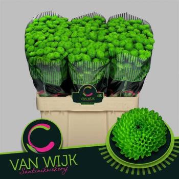 product/img.floraplaza.nl/104556-55-LIVE_fotos-0x23AE8AF78C10E299DEF6A62E916BCFDEEA8B185E.jpg