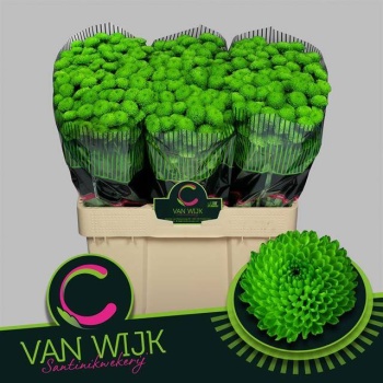 product/img.floraplaza.nl/104556-55-LIVE_fotos-0x3DA287E77060D0ACFDD91F59A7E17042813F8B45.jpg