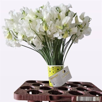 product/img.floraplaza.nl/104814-40-LIVE_fotos-0x92D19807AF9BC952D55A659AC7DCDADA410111DE.jpg
