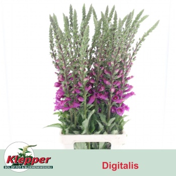 product/img.floraplaza.nl/105092-90-LIVE_fotos-0xD611DF6C47BCBCB8BA36174AB5DD3F618AF77D31.jpg