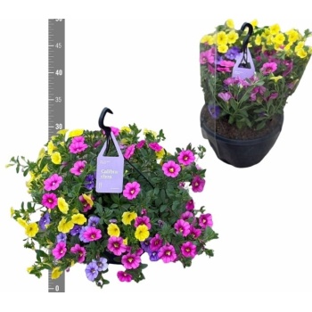 product/img.floraplaza.nl/105135-23-LIVE_fotos-0x62E0FF8679F10118B2F79407D95BC1E71EDE1C72.jpg