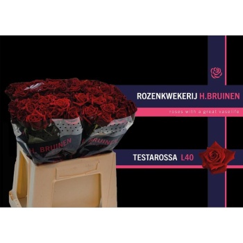 product/img.floraplaza.nl/105163-40-LIVE_fotos-0x6149F1C01766E34AECF6F483FBA1C11B8356D91F.jpg