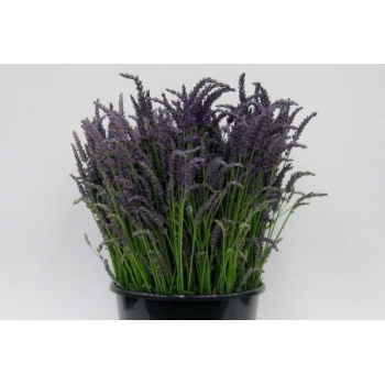product/img.floraplaza.nl/10527-50-ASSORTI_fotos-FLOUNI-Flouni - Lavendel Grosso (2).jpg