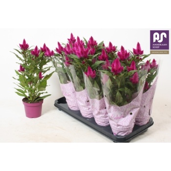 product/img.floraplaza.nl/105323-12-LIVE_fotos-0xCAC2FFBA37A5822BC771B67514DB8697DA3ED480.jpg