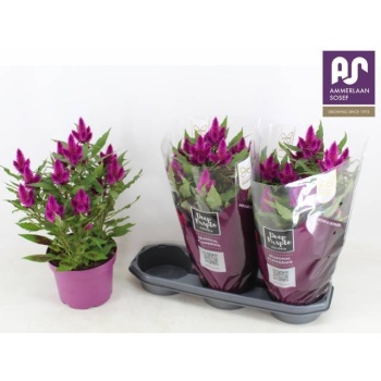 product/img.floraplaza.nl/105323-19-LIVE_fotos-0xBA9A1557D43E8FB7596E868B1048EDF4BE7365DB.jpg
