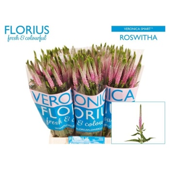 product/img.floraplaza.nl/105424-50-LIVE_fotos-0xACB1FB6EA41D9BC4C8872910F2874E7B27B59085.jpg