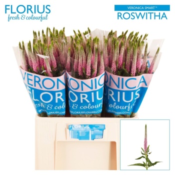 product/img.floraplaza.nl/105424-60-LIVE_fotos-0xF504A07A32E65440D1FB7BFEB30DFEEE629A9C89.jpg