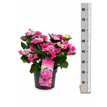 product/img.floraplaza.nl/105687-23-LIVE_fotos-0x6301B4E2506CBFF3FAD78C06E565EEC1DCC2F5F6.jpg
