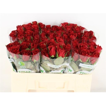 product/img.floraplaza.nl/105846-50-TINAW-LIVE_fotos-0xED1D36C81D7E3487A9648D98DD0A54AE4912F73A.jpg