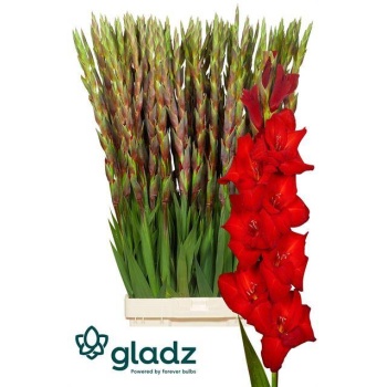 product/img.floraplaza.nl/105960-130-LIVE_fotos-0x79012B5BF940A6E01B984A44235AF0E88D4AB3A9.jpg