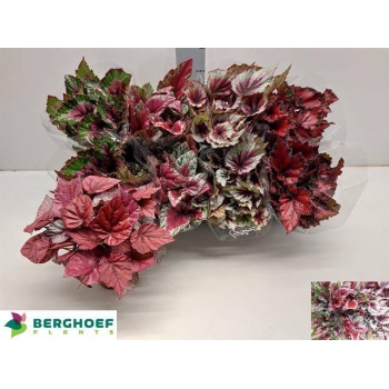 product/img.floraplaza.nl/105988-12-LIVE_fotos-0xF1EC5376CBADC4273F920BD1F730A8D26E2144AC.jpg