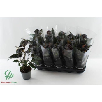 product/img.floraplaza.nl/106227-12-LIVE_fotos-0x9C2A270FF662CD650A09CBB9910ADAB168E97062.jpg