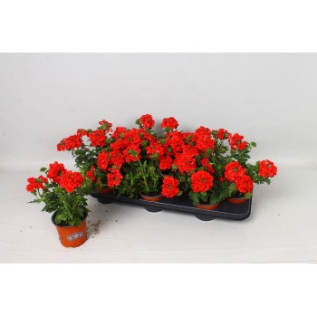 product/img.floraplaza.nl/106413-510-LIVE_fotos-0xBF0A0D213C9DF0FB1BA157D371247C153087C345.jpg