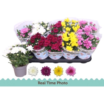 product/img.floraplaza.nl/106462-12-LIVE_fotos-0x242B0AC4F16331B786ABCC23D97CC241AFB65AC4.jpg