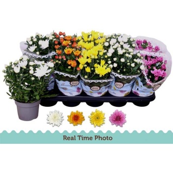 product/img.floraplaza.nl/106462-12-LIVE_fotos-0x3A11CD25C2C5FF854AEC4F0DC53A354028D65ECE.jpg