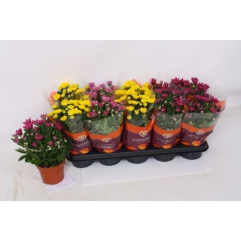 product/img.floraplaza.nl/106462-12-LIVE_fotos-0xB16947D7584BE32CC5C0C4C707B60516AC0D478E.jpg