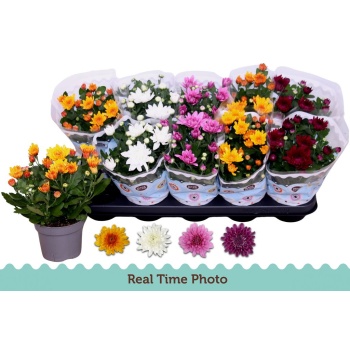 product/img.floraplaza.nl/106462-12-LIVE_fotos-0xD230043FE24B288EC72E1999CF69C5B1A36D5C1A.jpg