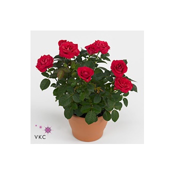 product/img.floraplaza.nl/106640-12-ART_Fotos-VBN-vbn106640.jpg