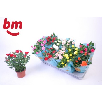 product/img.floraplaza.nl/106649-510-LIVE_fotos-0xBDFB2A74BAB4201509070C8959AB0017382B7843.jpg