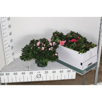 product/img.floraplaza.nl/106777-18-LIVE_fotos-0xB2DB8CF6C41C37C567EC1B04BFC313480E9C96A3.jpg