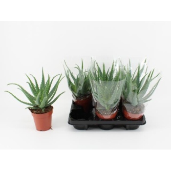 product/img.floraplaza.nl/106802-12-LIVE_fotos-0x82E0FA58C70AA2537F2A314FDED26936DF864311.jpg