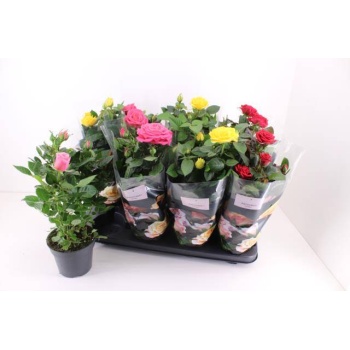 product/img.floraplaza.nl/106859-13-LIVE_fotos-0xF624C7D10C2286994A4A41701DDF884BF7BEC3FA.jpg
