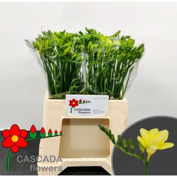 product/img.floraplaza.nl/107065-LIVE_fotos-0xD72225A9584E87DF7D2D70C158555C77D487A539.jpg