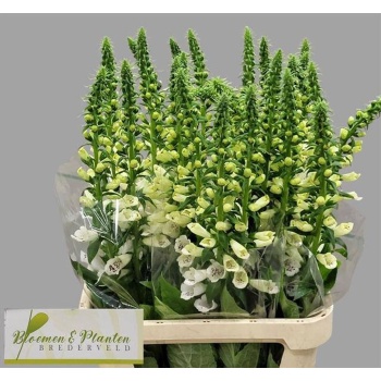 product/img.floraplaza.nl/107298-100-LIVE_fotos-0xC0EB48BEEBBD555B4923CC61D794BAEAABA306C6.jpg