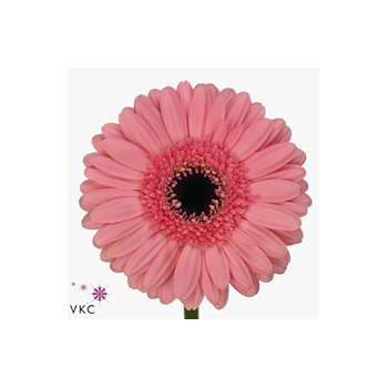 product/img.floraplaza.nl/107364-50-ART_Fotos-VBN-vbn107364.jpg