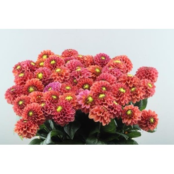 product/img.floraplaza.nl/107728-55-LIVE_fotos-0xE7161E8BE3D8D96F8BB00BC142B3DAACF51457EE.jpg