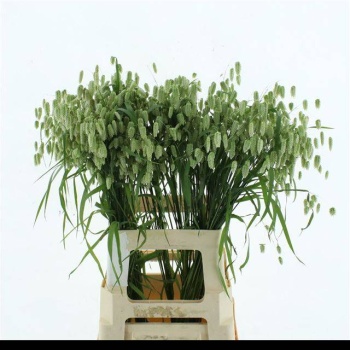 product/img.floraplaza.nl/107740-75-LIVE_fotos-0xA69F625F0745F12A9B22F167C43B10EAC0B50029.jpg