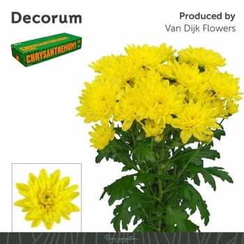 product/img.floraplaza.nl/107748-90-LIVE_fotos-0xB68C2C79B820A377BADAD50C7D3BE9ACFAFB61FB.jpg