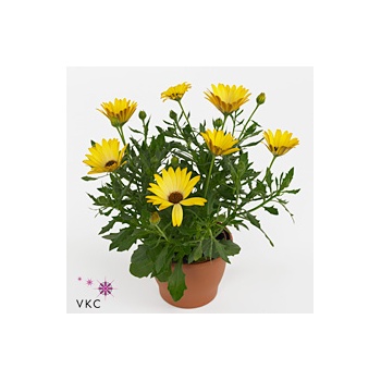 product/img.floraplaza.nl/107834-11-ART_Fotos-VBN-vbn107834.jpg