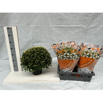 product/img.floraplaza.nl/10800-19-LIVE_fotos-0x3E10D6FF3721FD2AFE5795C53DAA4DDC0832043C.jpg