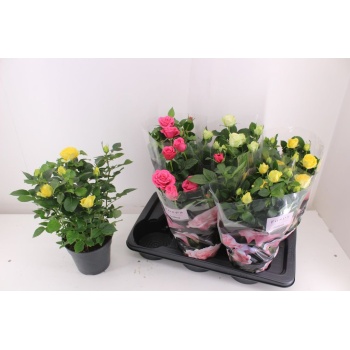 product/img.floraplaza.nl/108110-17-LIVE_fotos-0x620C6789AEFD1F778FE0BE0FEE95AC0F01078693.jpg